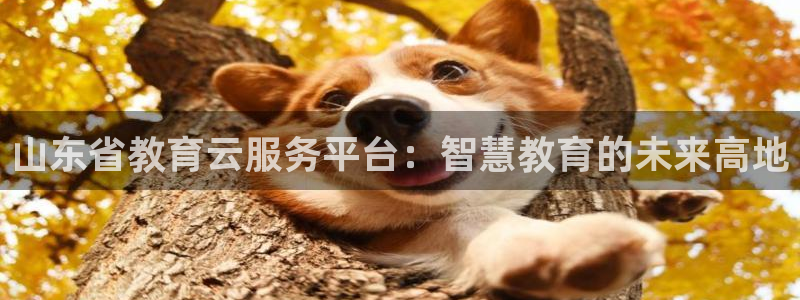 新宝5手机app